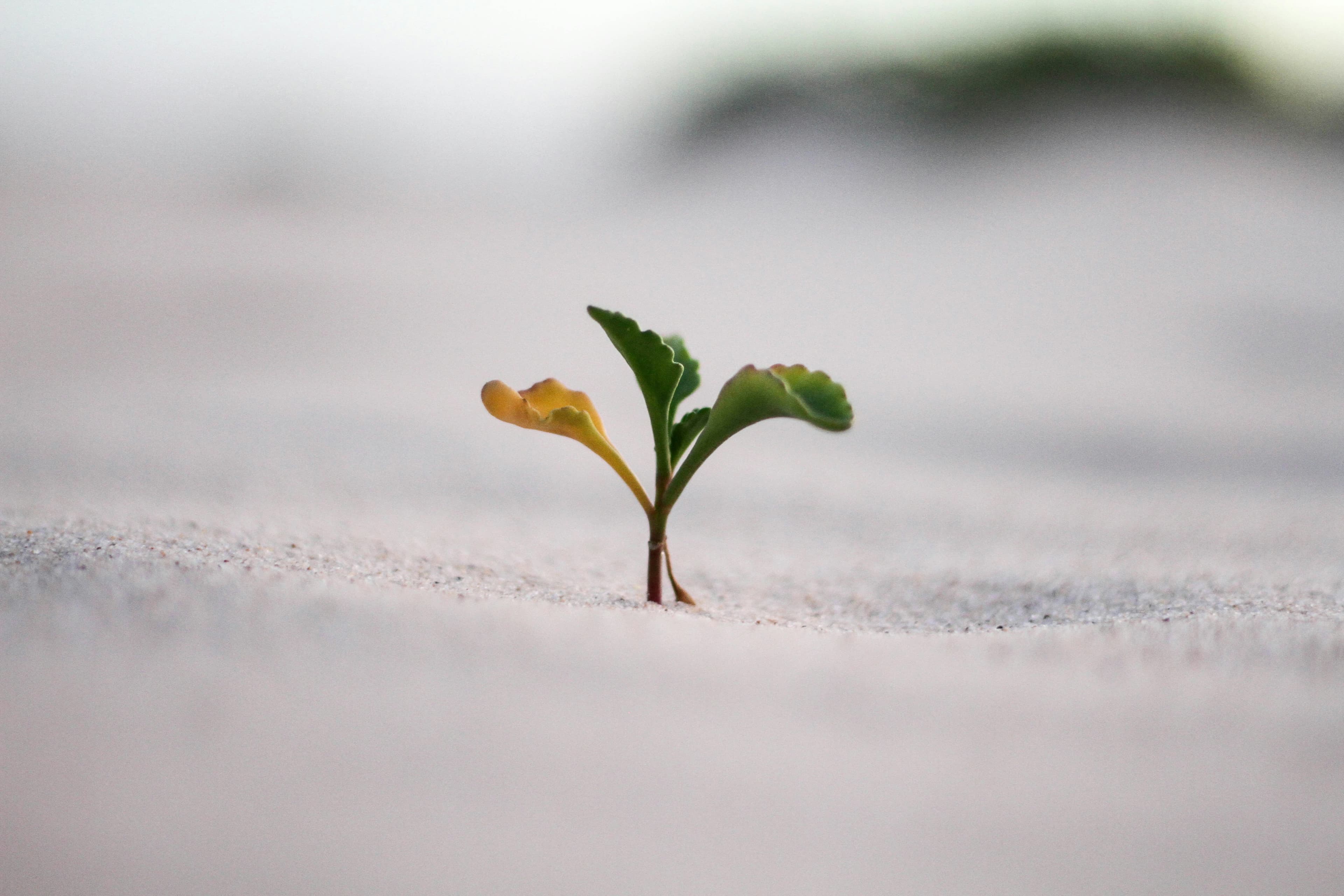 A small plant growing — long-term retirement planning and growth